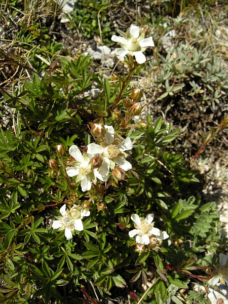 Potentilla caulescens / Cinquefoglia penzola